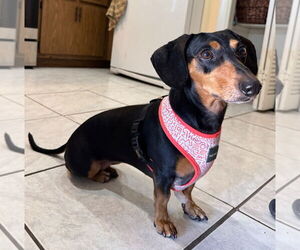 Dachshund Dogs for adoption in Weston, FL, USA