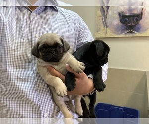 Pug Puppy for sale in FORT WORTH, TX, USA