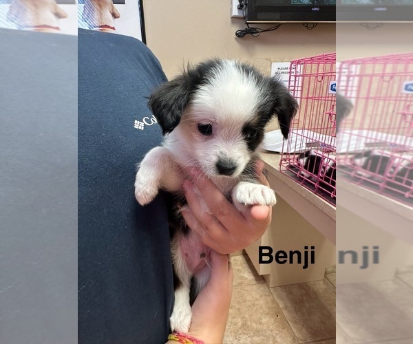 Medium Photo #18 Miniature Australian Shepherd Puppy For Sale in LAKELAND, FL, USA