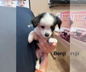 Medium Miniature Australian Shepherd