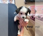Puppy Benji Pink Miniature Australian Shepherd