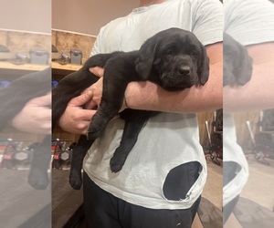 Labrador Retriever Puppy for sale in NEW LONDON, MN, USA