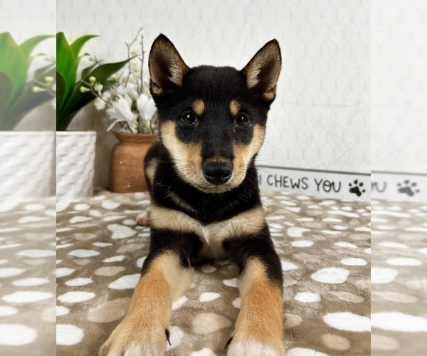 Medium Photo #2 Shiba Inu Puppy For Sale in INDIANAPOLIS, IN, USA