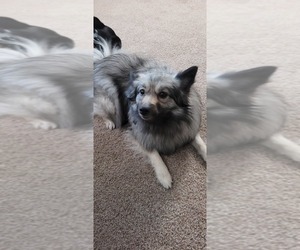 American Eskimo Dog-Keeshond Mix Dogs for adoption in WARWICK, RI, USA