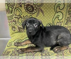 Mutt Dogs for adoption in HESPERIA, CA, USA