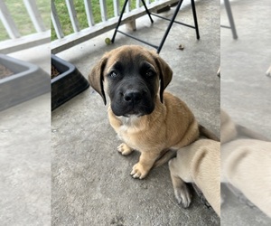 Mastiff Puppy for sale in COEBURN, VA, USA