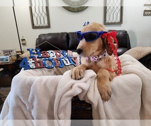 Golden Retriever Puppy for Sale in BURKBURNETT, Texas USA