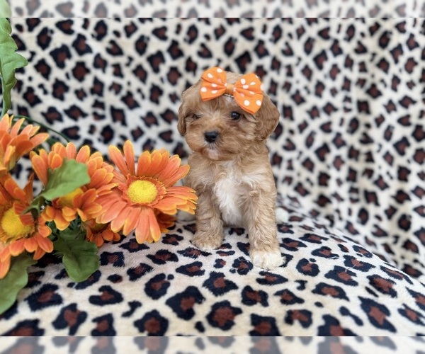 Medium Photo #4 Cavapoo (Miniature) Puppy For Sale in LAKELAND, FL, USA
