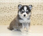 Small Pomsky