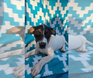 Oogie Boogie- beagle mix - Male Beagle-Unknown Mix Dog for Adoption - Photo #4