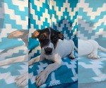 Small Photo #4 Beagle-Unknown Mix Puppy For Sale in Oakhurst, NJ, USA