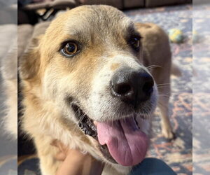 Rebel - Male Siberian Husky-Unknown Mix Dog for Adoption - Photo #5