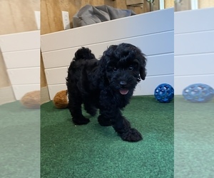 Goldendoodle (Miniature) Puppy for sale in BULLARD, TX, USA