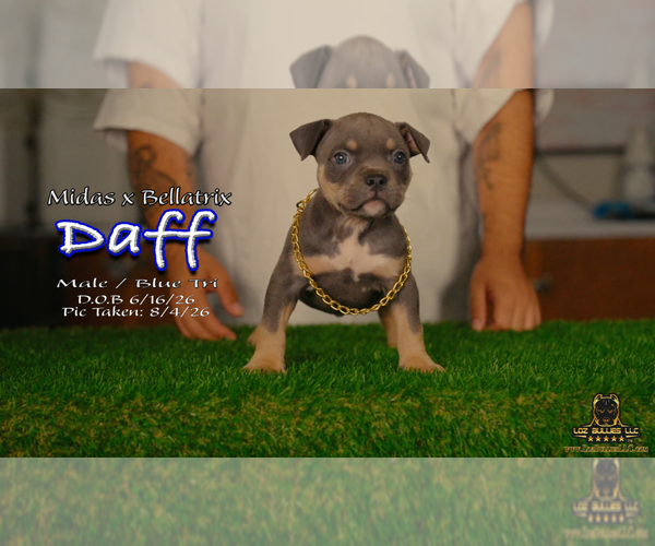 Medium Photo #2 American Bully Puppy For Sale in GREELEY, CO, USA