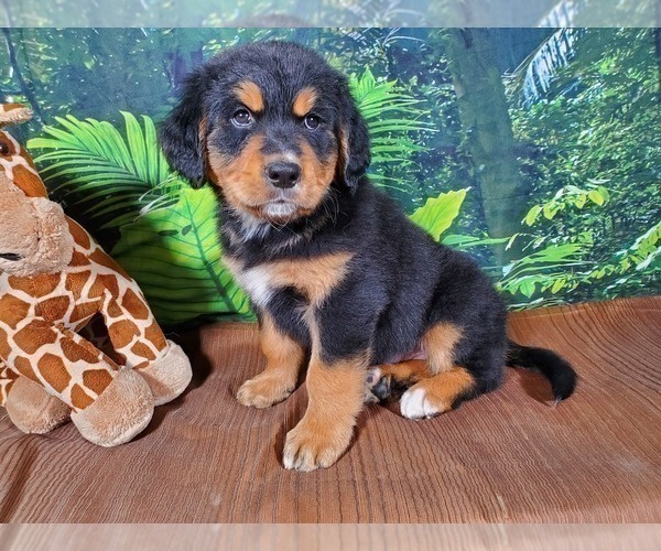 Medium Photo #3 Golden Mountain Dog Puppy For Sale in BLACK FOREST, CO, USA