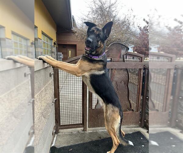 Medium Photo #2 Mutt Puppy For Sale in Elk Grove, CA, USA