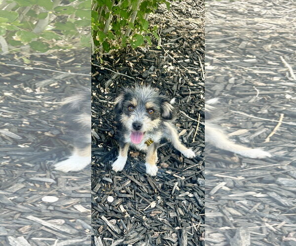 Medium Photo #3 Cairn Terrier-Unknown Mix Puppy For Sale in Sandy, UT, USA