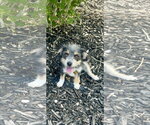 Small #2 Cairn Terrier Mix