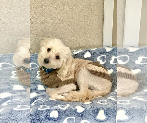 Medium Photo #2 Maltese-Poodle (Toy) Mix Puppy For Sale in Santa Clarita, CA, USA