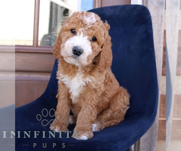 Medium Photo #1 Goldendoodle Puppy For Sale in NARVON, PA, USA