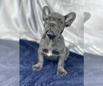 Small Photo #2 French Bulldog Puppy For Sale in GLENVILLE, CT, USA