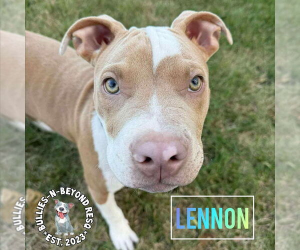 Medium Photo #2 Staffordshire Bull Terrier-Unknown Mix Puppy For Sale in Omaha, NE, USA