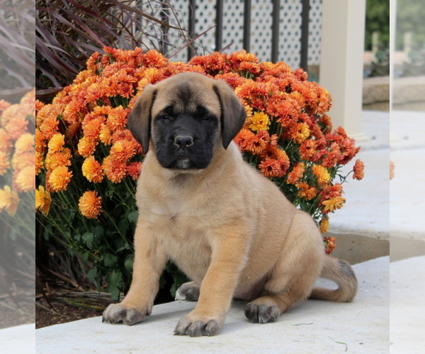Medium Photo #1 Mastiff Puppy For Sale in RED LION, PA, USA