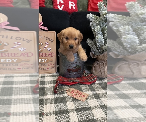 Medium Photo #4 Golden Retriever Puppy For Sale in LAKELAND, FL, USA