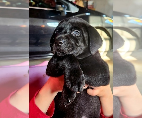 Medium Photo #2 Labrador Retriever Puppy For Sale in ELIZABETH CITY, NC, USA
