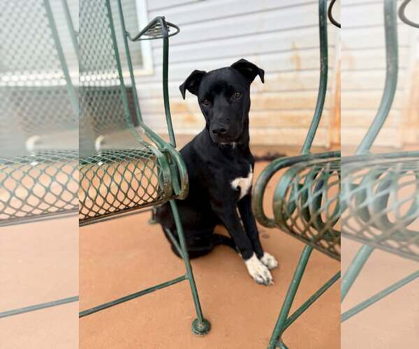 Medium Photo #4 Mutt Puppy For Sale in Greenville, SC, USA