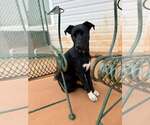 Small Photo #4 Mutt Puppy For Sale in Greenville, SC, USA