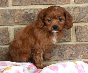 Cavapoo Puppy for sale in CLARKRANGE, TN, USA