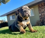 Small English Bulldog
