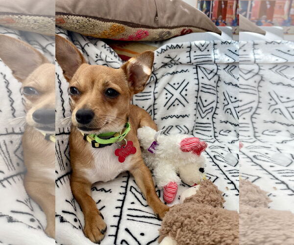 Medium Photo #2 Chihuahua Puppy For Sale in San Diego, CA, USA