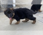 Small Photo #5 German Shepherd Dog Puppy For Sale in NORTHRIDGE, CA, USA