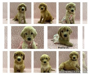 Goldendoodle Puppy for sale in RIALTO, CA, USA