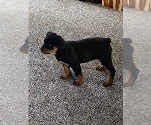 Rottweiler Puppy for sale in OLYMPIA, WA, USA