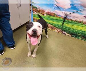 American Pit Bull Terrier Dogs for adoption in Moreno Valley, CA, USA