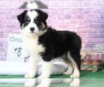 Small Photo #1 Miniature Australian Shepherd Puppy For Sale in BEL AIR, MD, USA