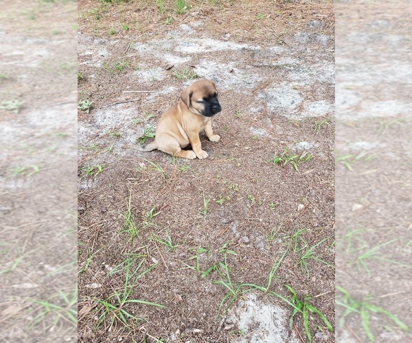Medium Photo #6 Bullmastiff Puppy For Sale in ELLABELL, GA, USA