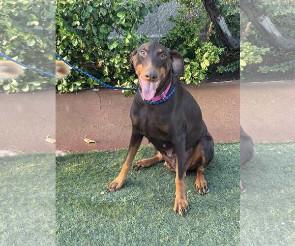 Medium Photo #3 Doberman Pinscher Puppy For Sale in Turlock, CA, USA