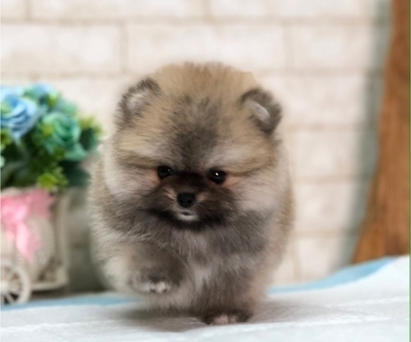 Medium Photo #8 Pomeranian Puppy For Sale in DALLAS, TX, USA