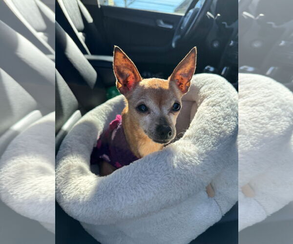 Medium Photo #2 Chihuahua-Unknown Mix Puppy For Sale in Newport Beach, CA, USA