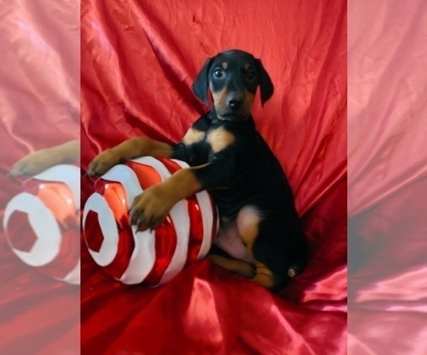 Medium Photo #24 Doberman Pinscher Puppy For Sale in YUCCA VALLEY, CA, USA