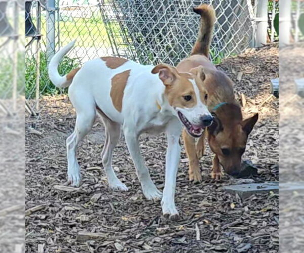 Medium Photo #4 Mutt Puppy For Sale in Bloomingdale, NJ, USA