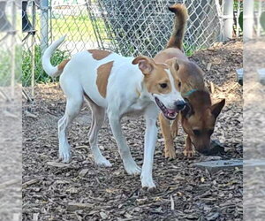 Jagger - Male Mutt Dog for Adoption - Photo #4