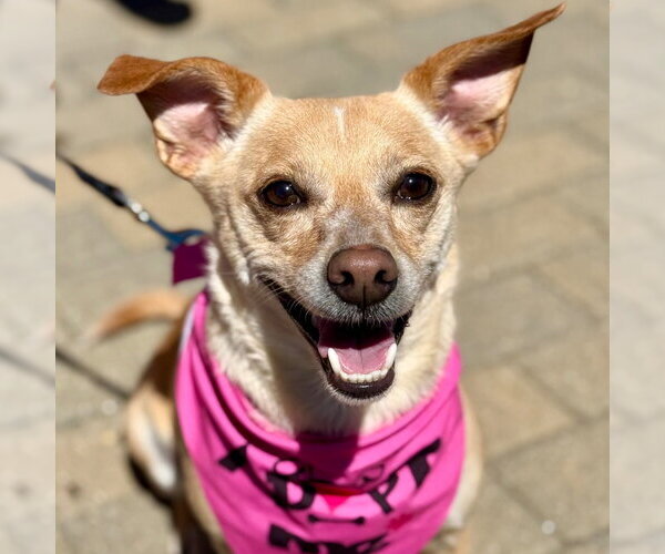 Medium Photo #9 Chihuahua-Unknown Mix Puppy For Sale in Canton, CT, USA