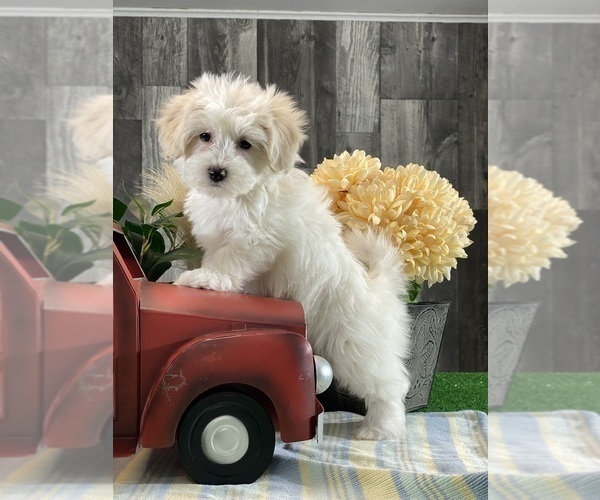 Medium Photo #3 Biton Puppy For Sale in CANOGA, NY, USA