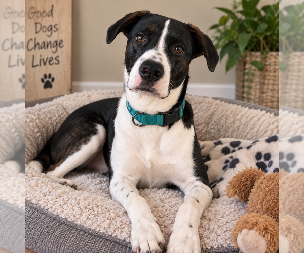 Medium Photo #1 Mutt Puppy For Sale in Mooresville, NC, USA