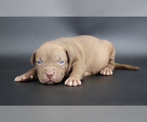 American Bully Puppy for sale in CHAMPAIGN, IL, USA